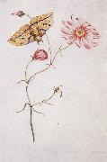 Willam Bartram Savannah Pink or Sabatia Imperial Moth oil painting on canvas
